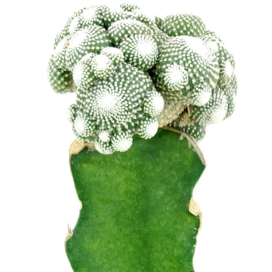 Blossfeldia Cactus