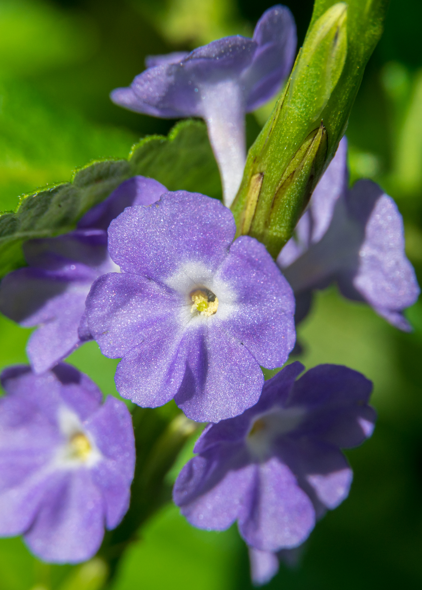 Blue Porterweed (Stachytarpheta jamaicensis)