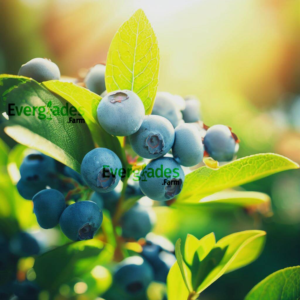 Blueberry Plant Sharpe Blue tree