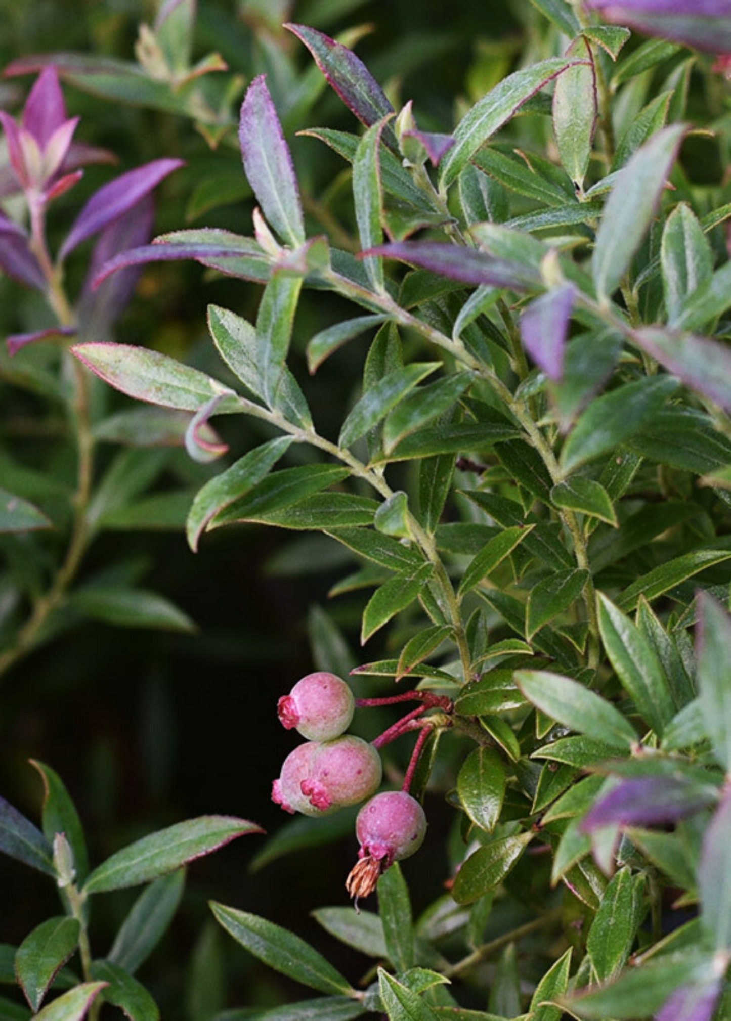 Blueberry 'Native Florida' (Vaccinium darrowii)