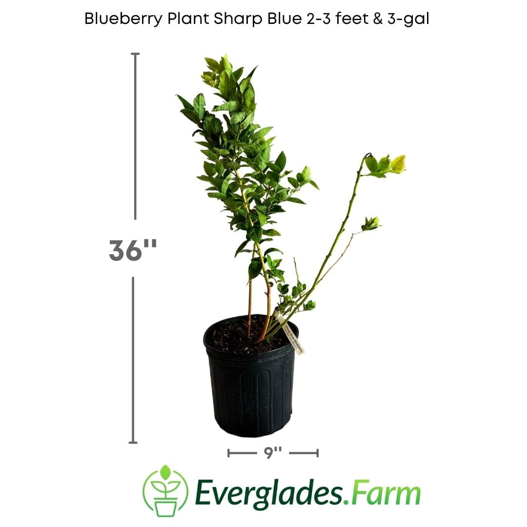 Blueberry Plant Sharpe Blue tree