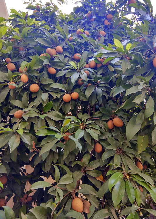 Mamey Sapote 'Key West' (Pouteria sapota)