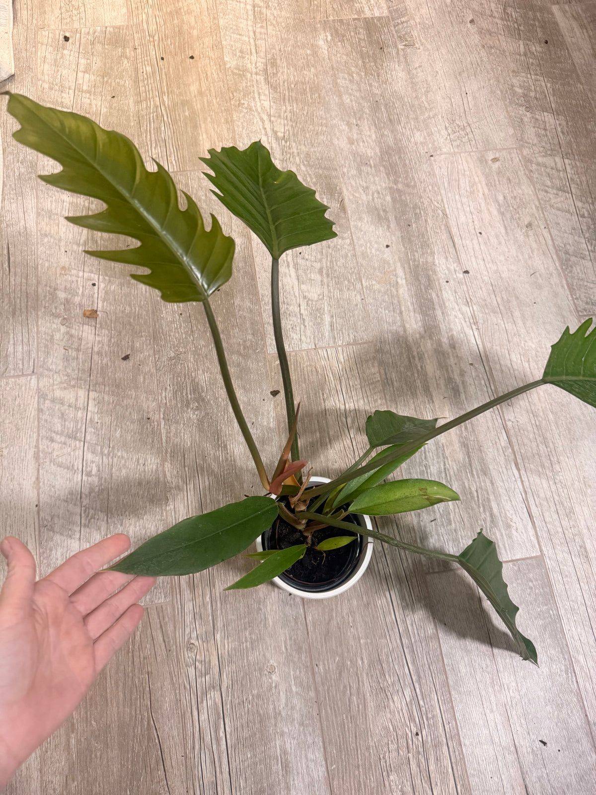 Philodendron Choco Empress - Chocolate Philodendron - Dark Leaf Philodendron - Large Leaf Houseplant - Easy Care Aroid - Indoor Tropical Houseplant -