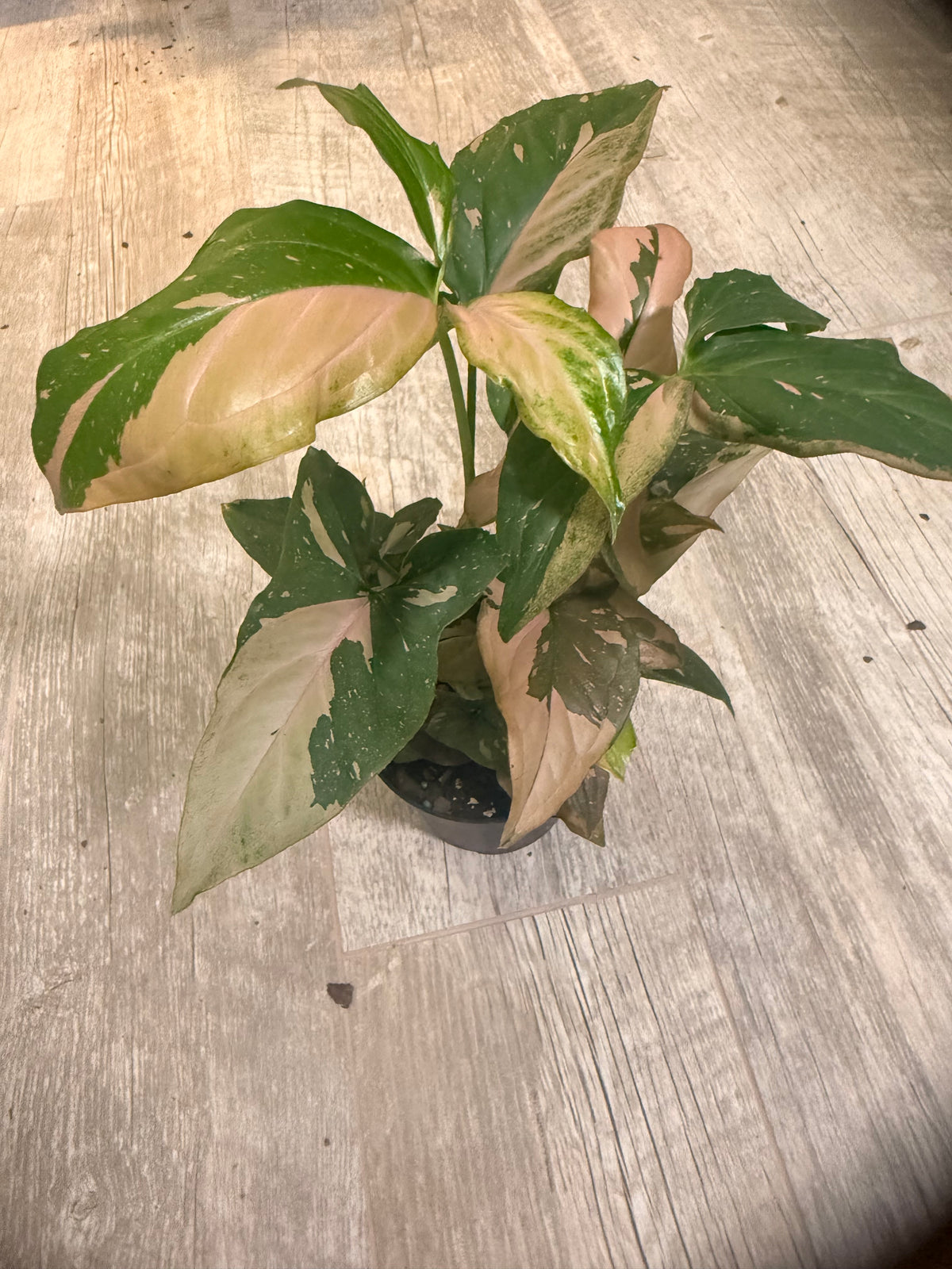 Pink Splash Syngonium - Syngonium podophyllum - Variegated Syngonium - Indoor Houseplant - Low Light Tolerant - Easy Care -Colorful Houseplants