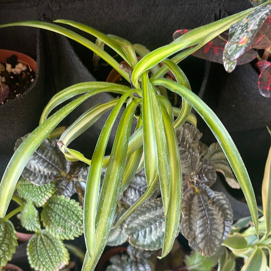 Spider Plant