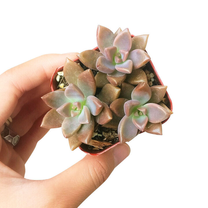 Graptosedum California Sunset Purple Succulent For Sale