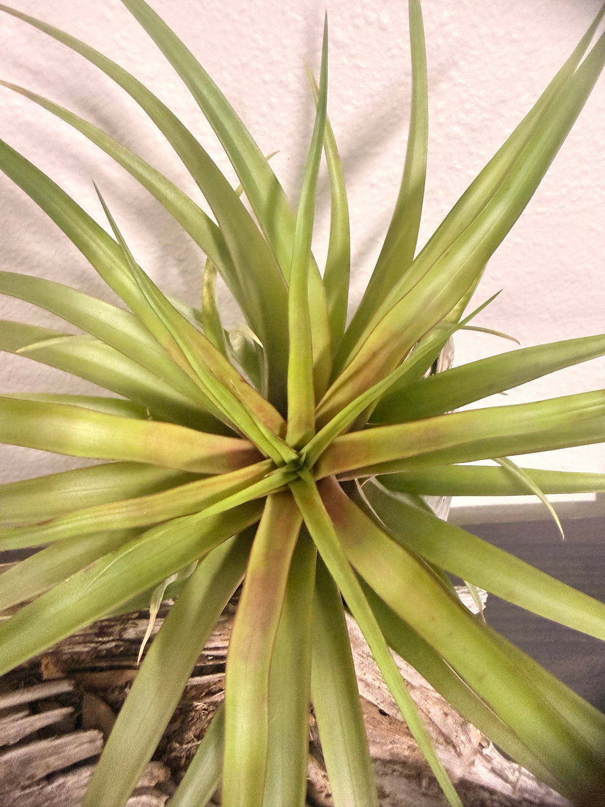 Capitata Red - 10 to 12 Inches - Large Full Air Plant - Red Leaf Flush When Blooming - Indoor Tropical Air Plant - Easy Care - Moderate to Bright Light Tolerant - Air Purifying - Unique and Rare Houseplant