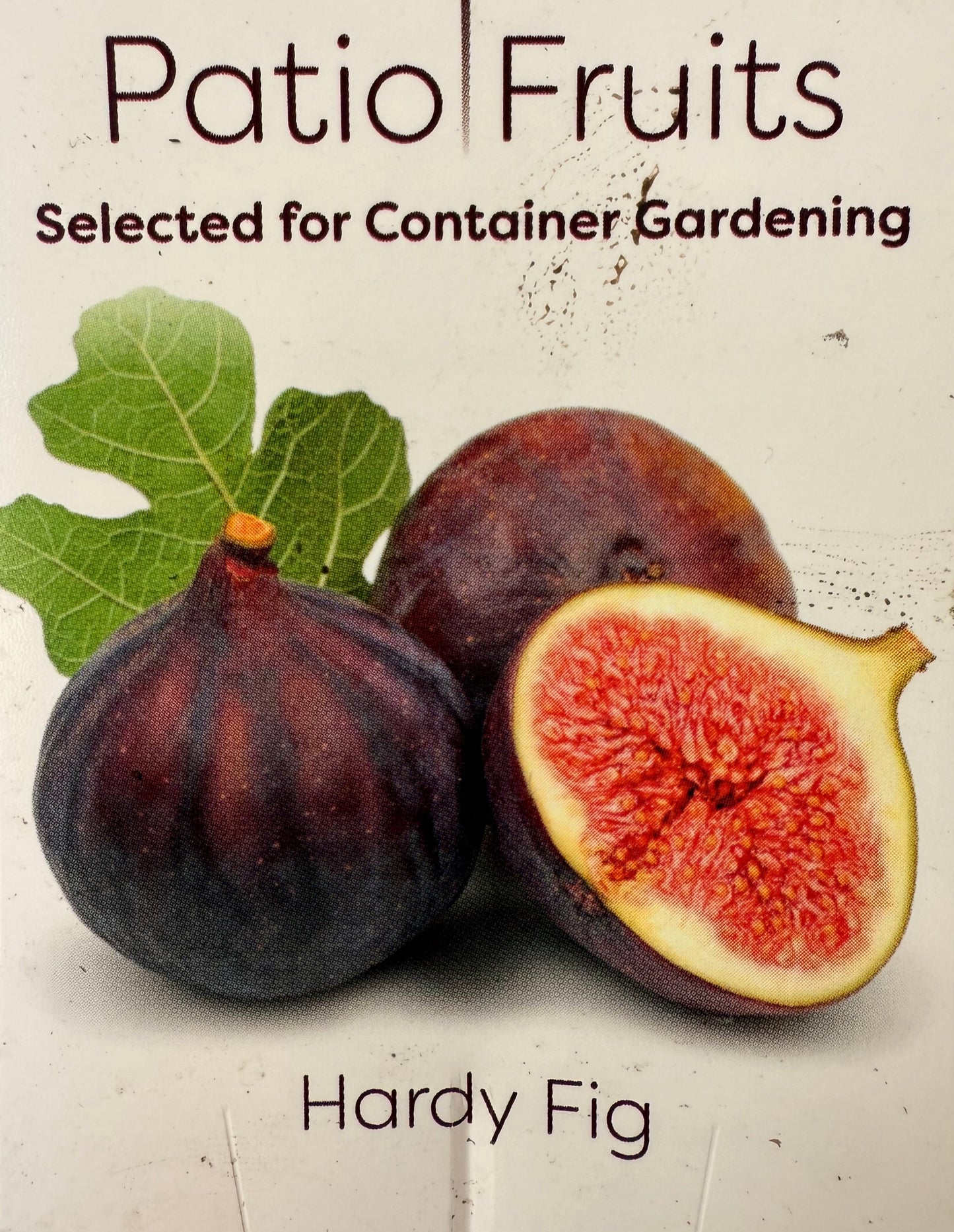 Chicago Hardy Fig - Ficus carica - Cold Hardy - Zones 6 to 10 - Easy to Grow - Compact Fruit Tree - Organic Container Gardening