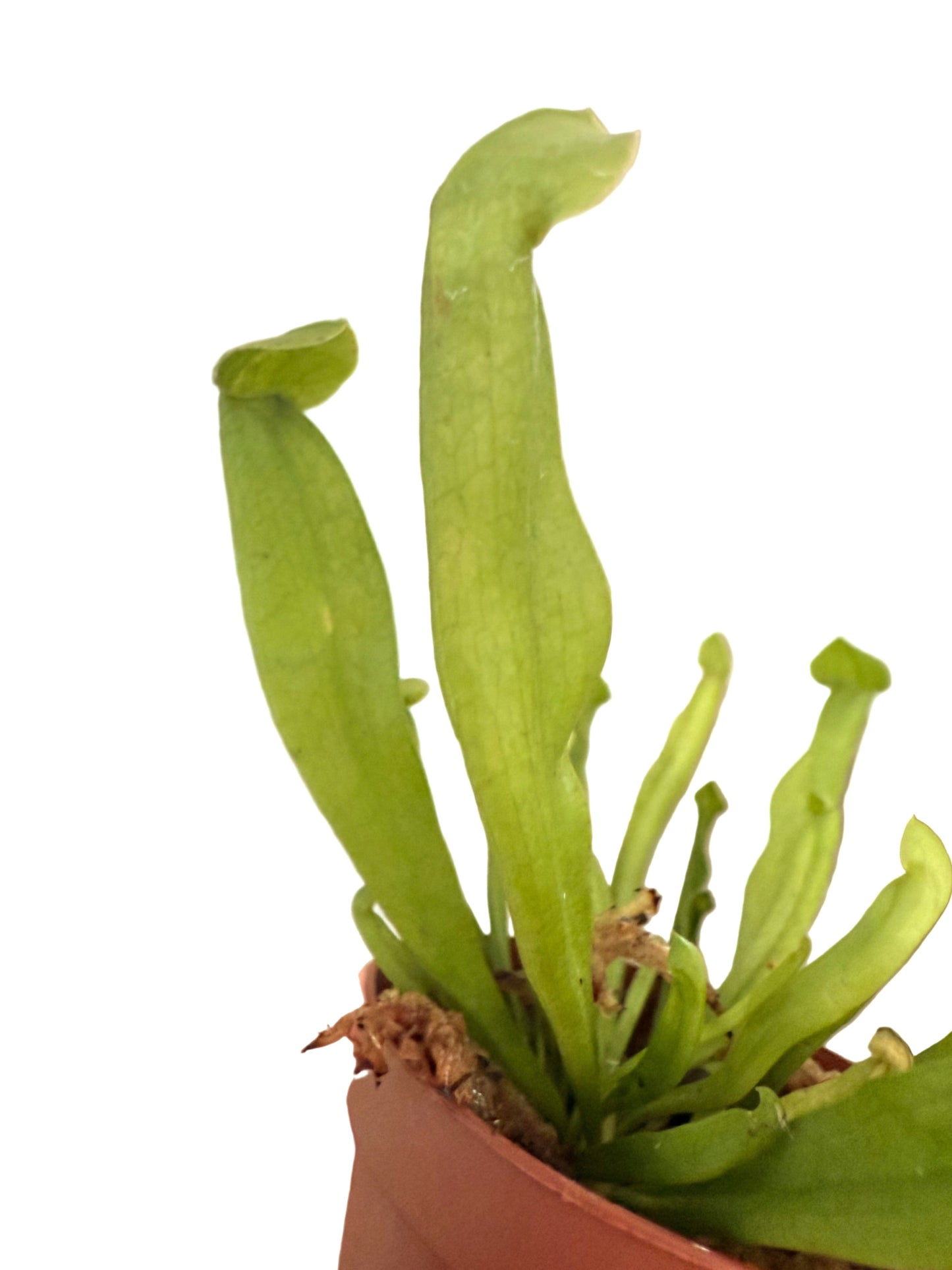 Sweet Pitcher Plant -Sarracenia rubra gulfensis - Live Carnivorous Plant - Insect Eating Plant - 2" Rare Carnivourous Plant - Sarracenia Live Plant - Tropical Bog Garden Plant
