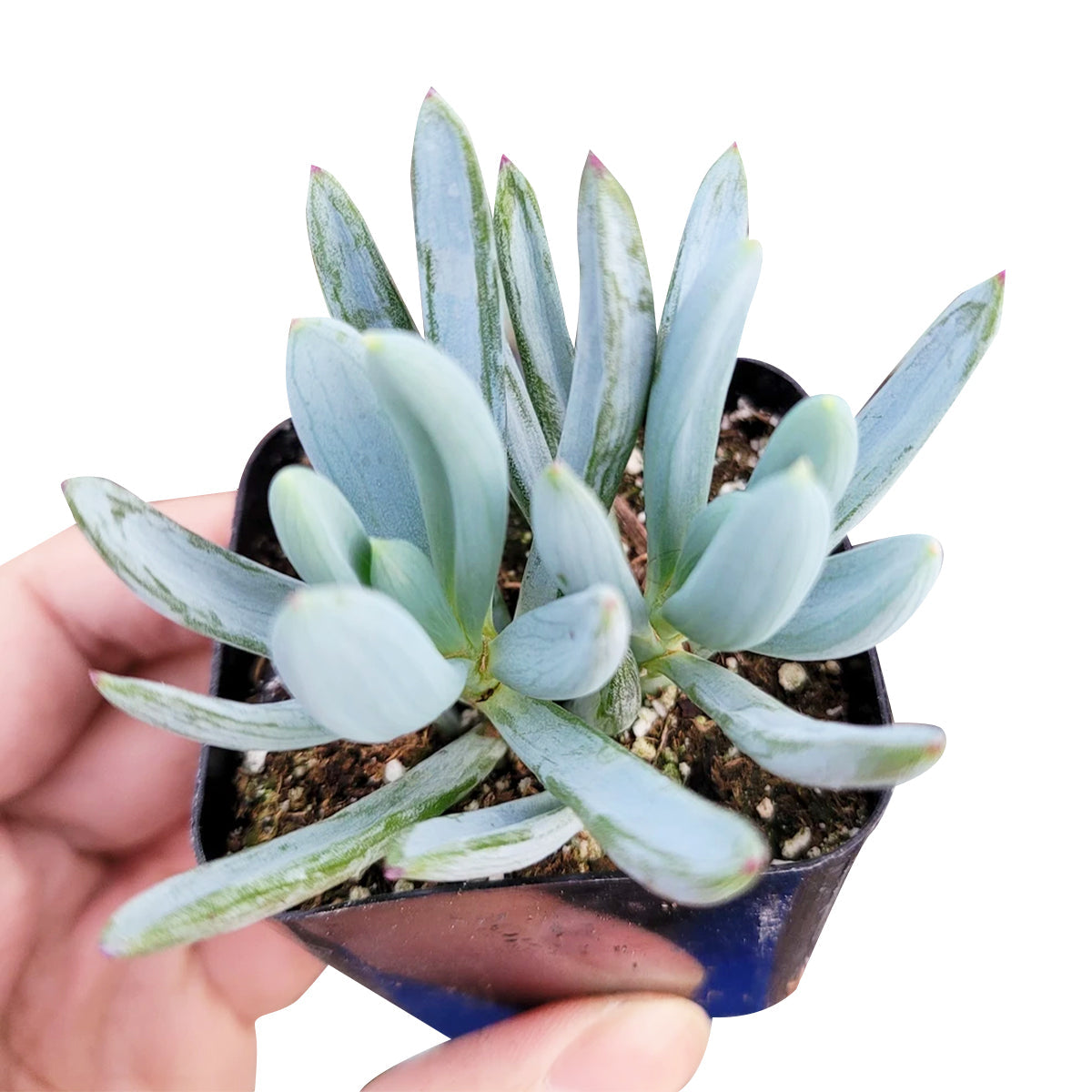 Senecio Blue Chalk Sticks – Lovehopegrow