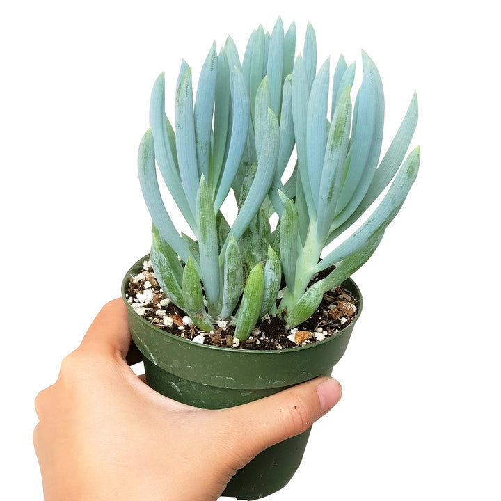 Senecio Blue Chalk Sticks