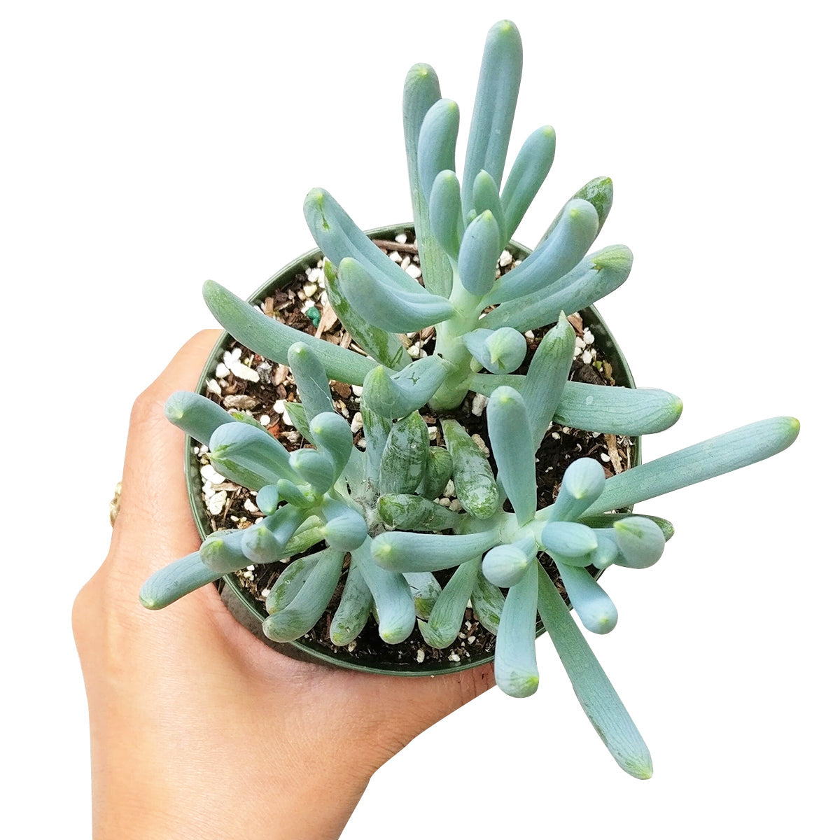 Senecio Blue Chalk Sticks