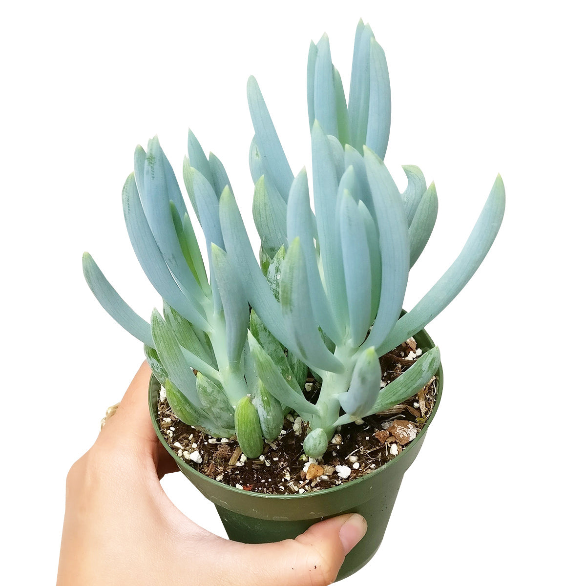 Senecio Blue Chalk Sticks