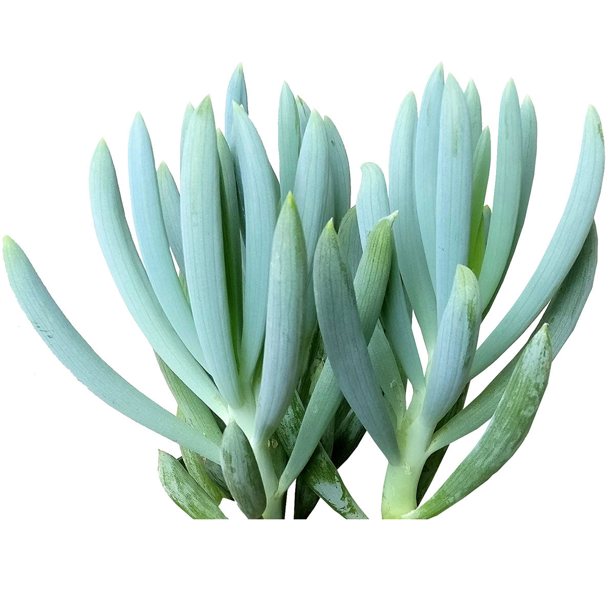 Senecio Blue Chalk Sticks