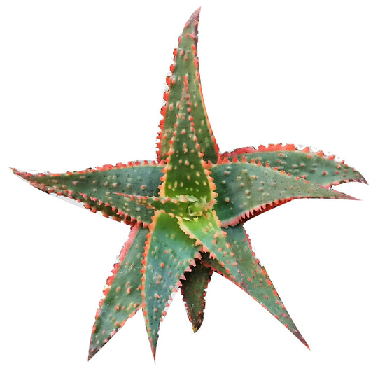 Aloe Christmas Carol