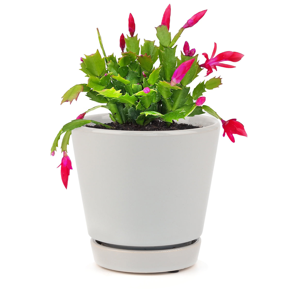 Random Color Christmas Cactus Thanksgiving Cactus