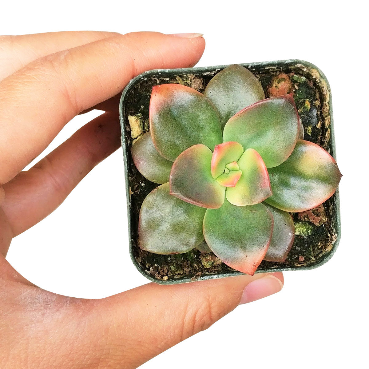 echeveria chroma succulent Echeveria Chroma Colorful Succulent For Sale with Care Guide 2 inch / Plastic Pot by Succulents Box