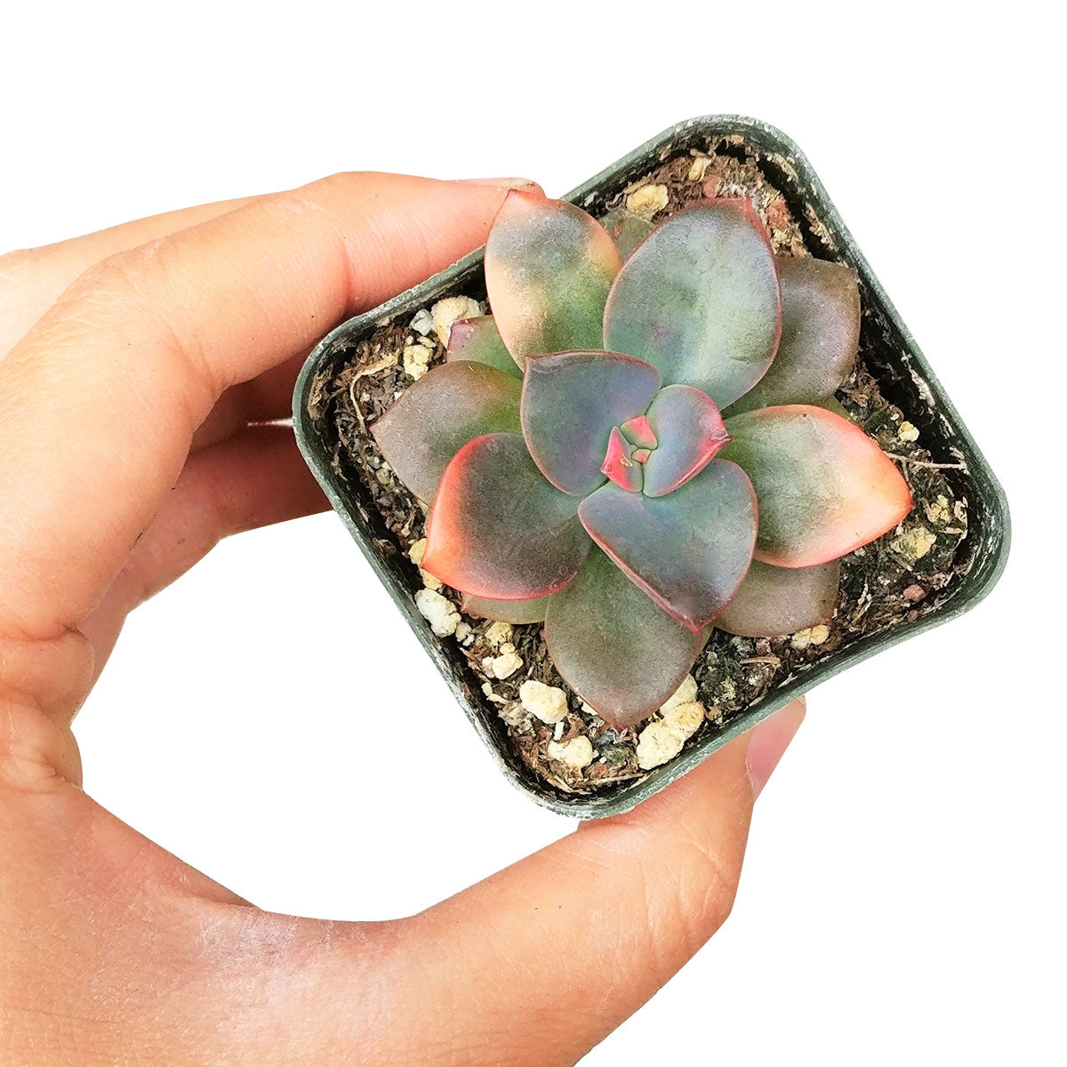 Echeveria Chroma Succulent