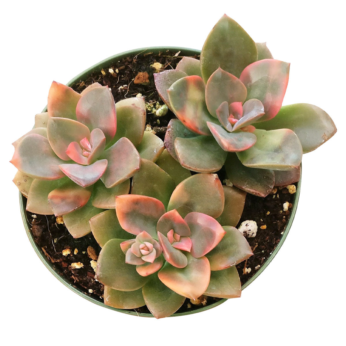 Echeveria Chroma Succulent