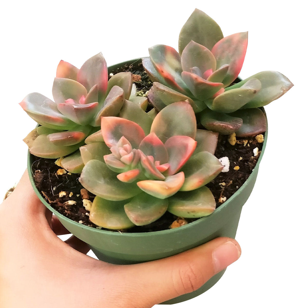 Echeveria Chroma Succulent