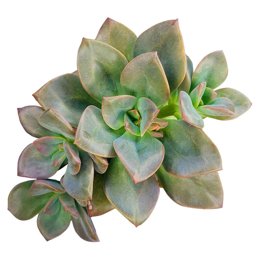 Echeveria Chroma Succulent