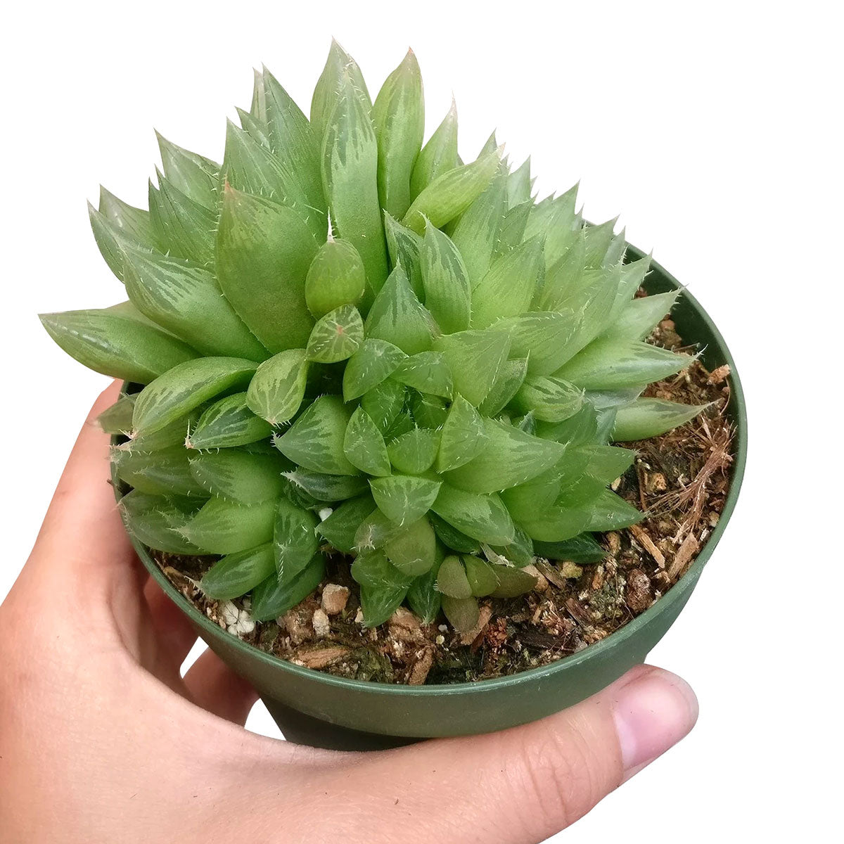 Haworthia Cooperi Succulent