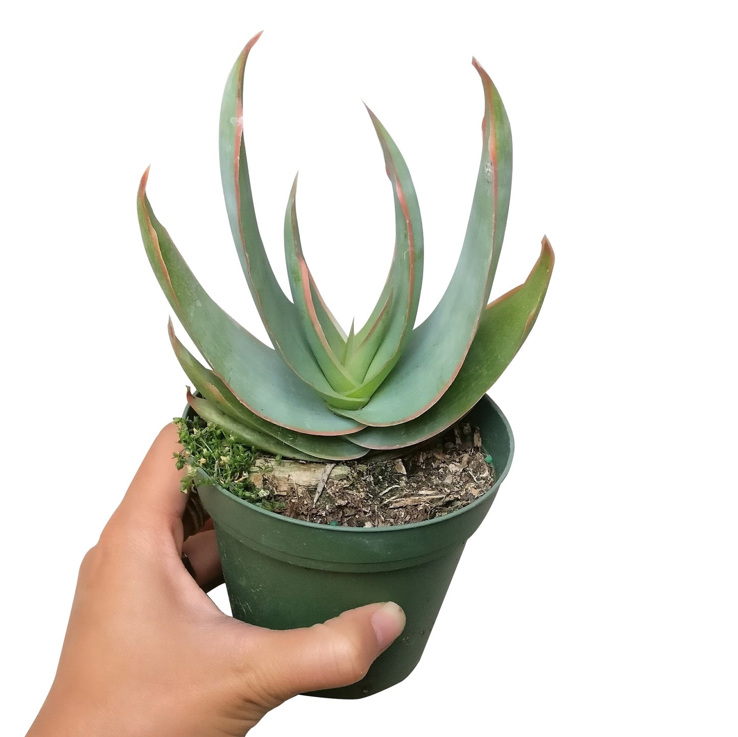 Coral Aloe Vera Striata