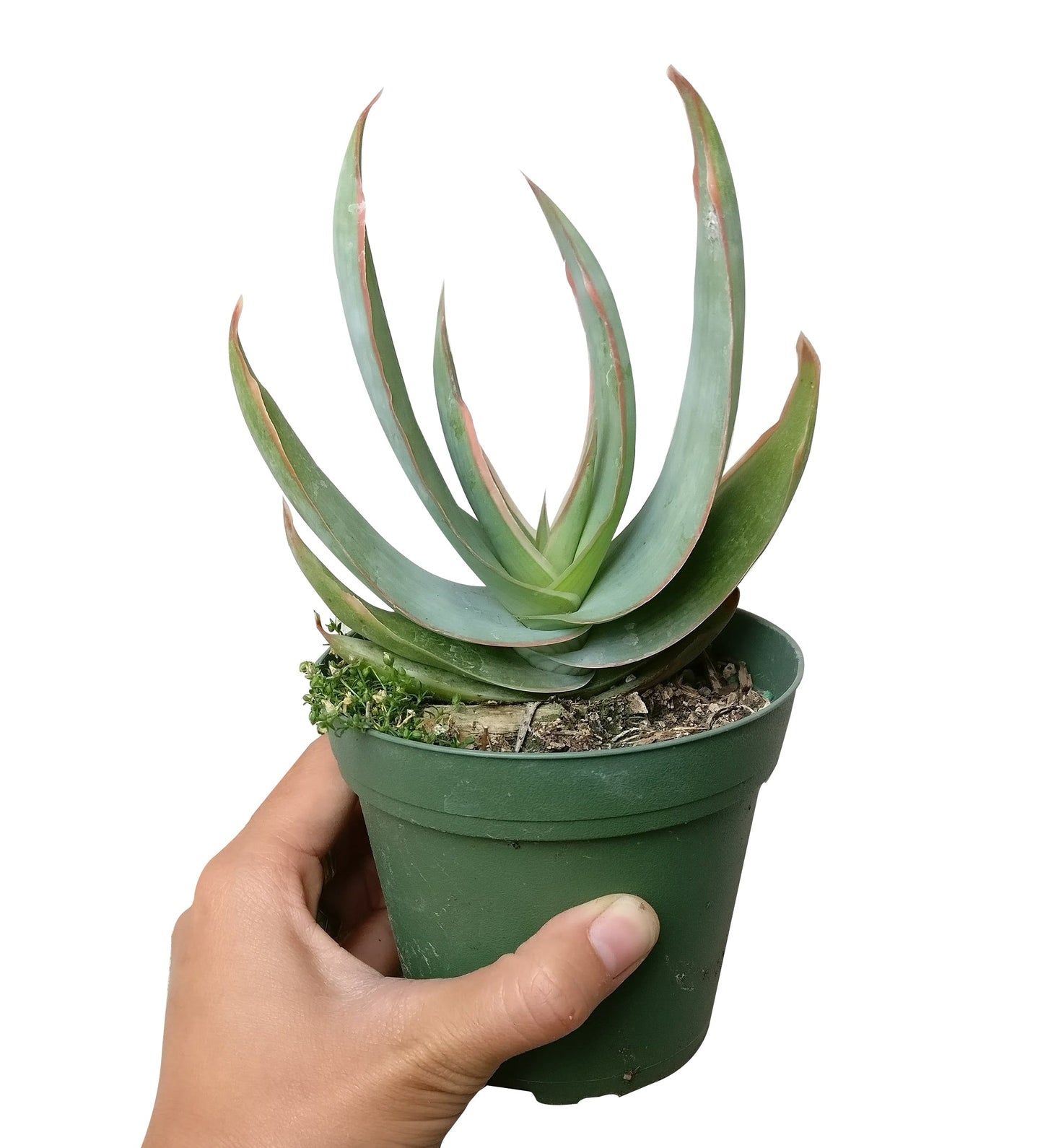 Coral Aloe Vera Striata