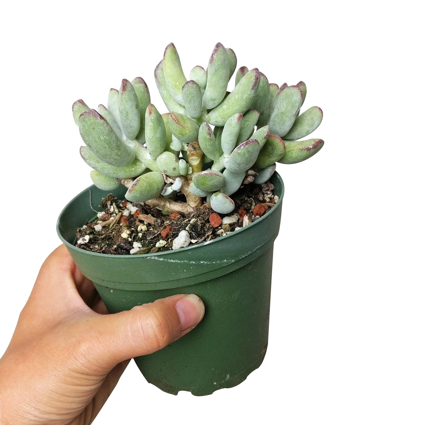 Cotyledon Orbiculata Var. Flanaganii