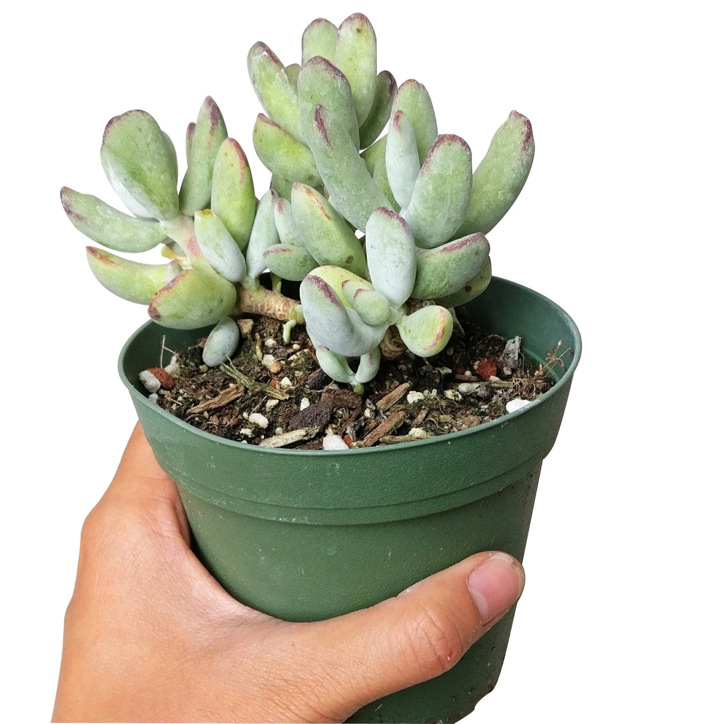 Cotyledon Orbiculata Var. Flanaganii