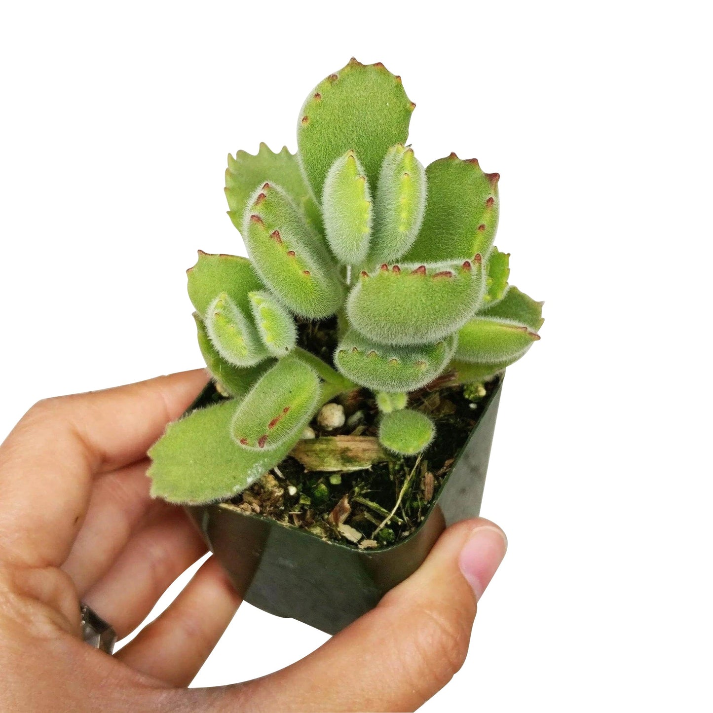 Cotyledon Tomentosa Bear Paw