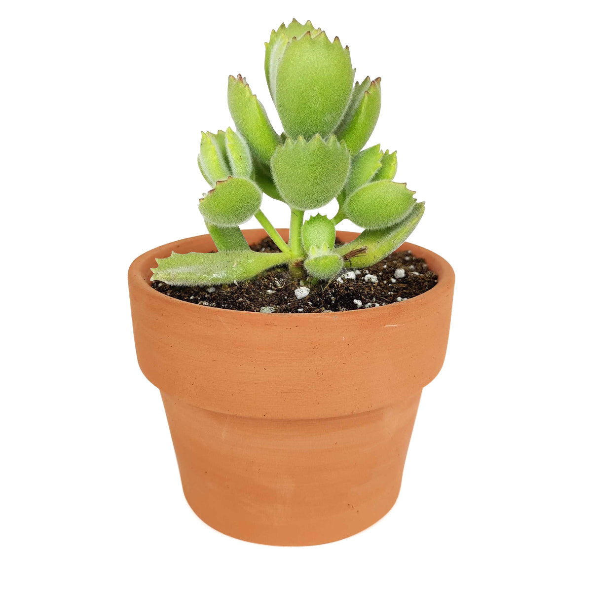 Cotyledon Tomentosa Bear Paw