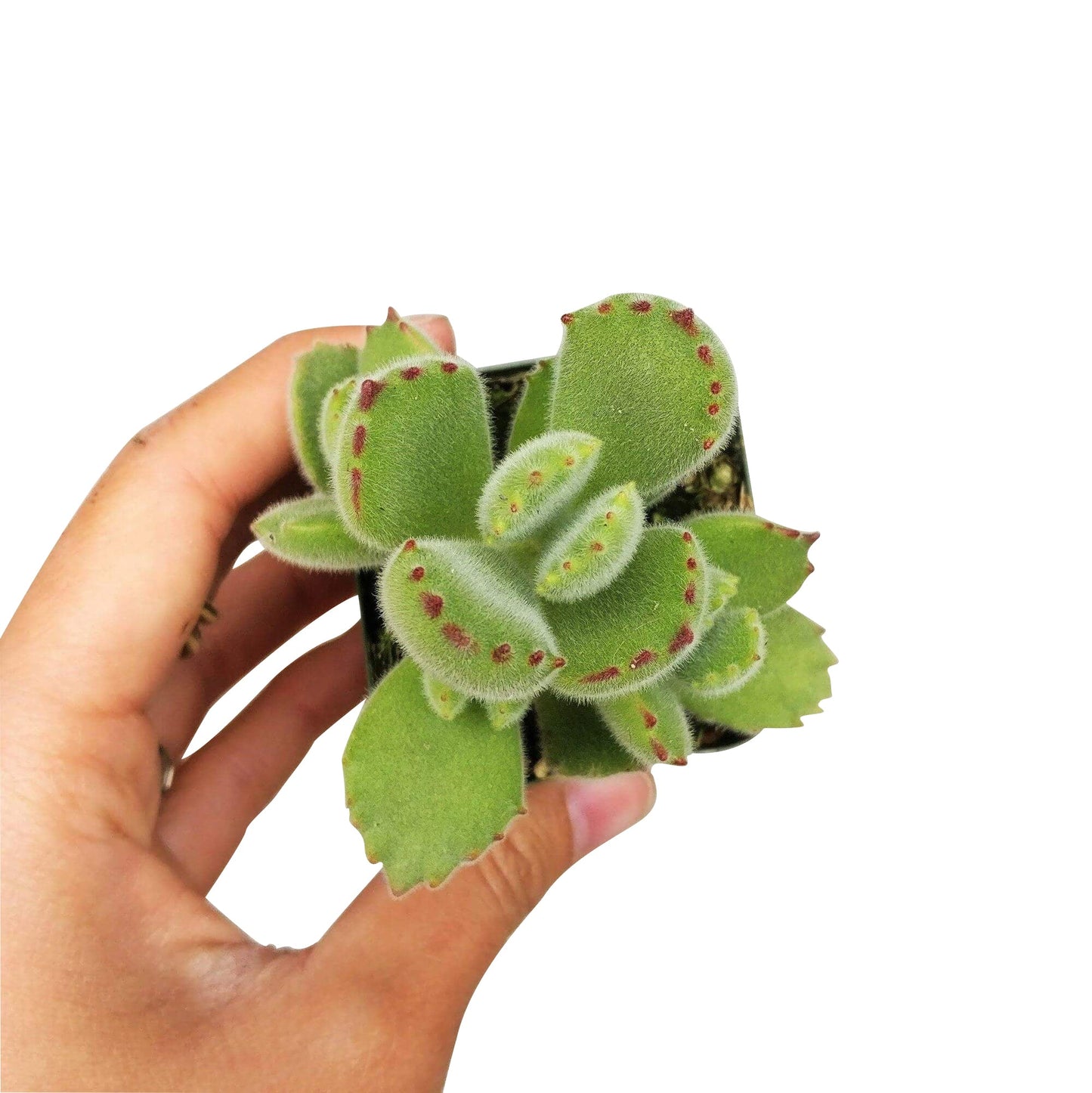 Cotyledon Tomentosa Bear Paw