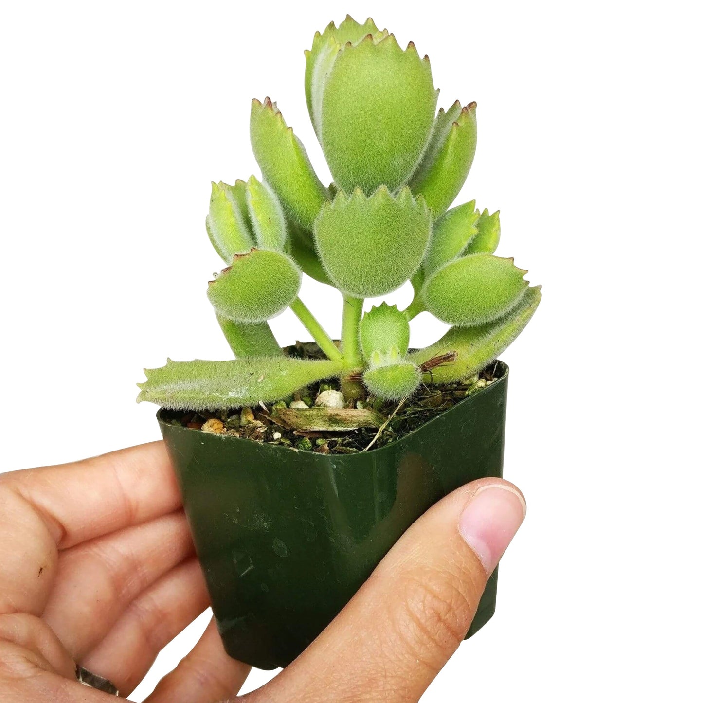 Cotyledon Tomentosa Bear Paw