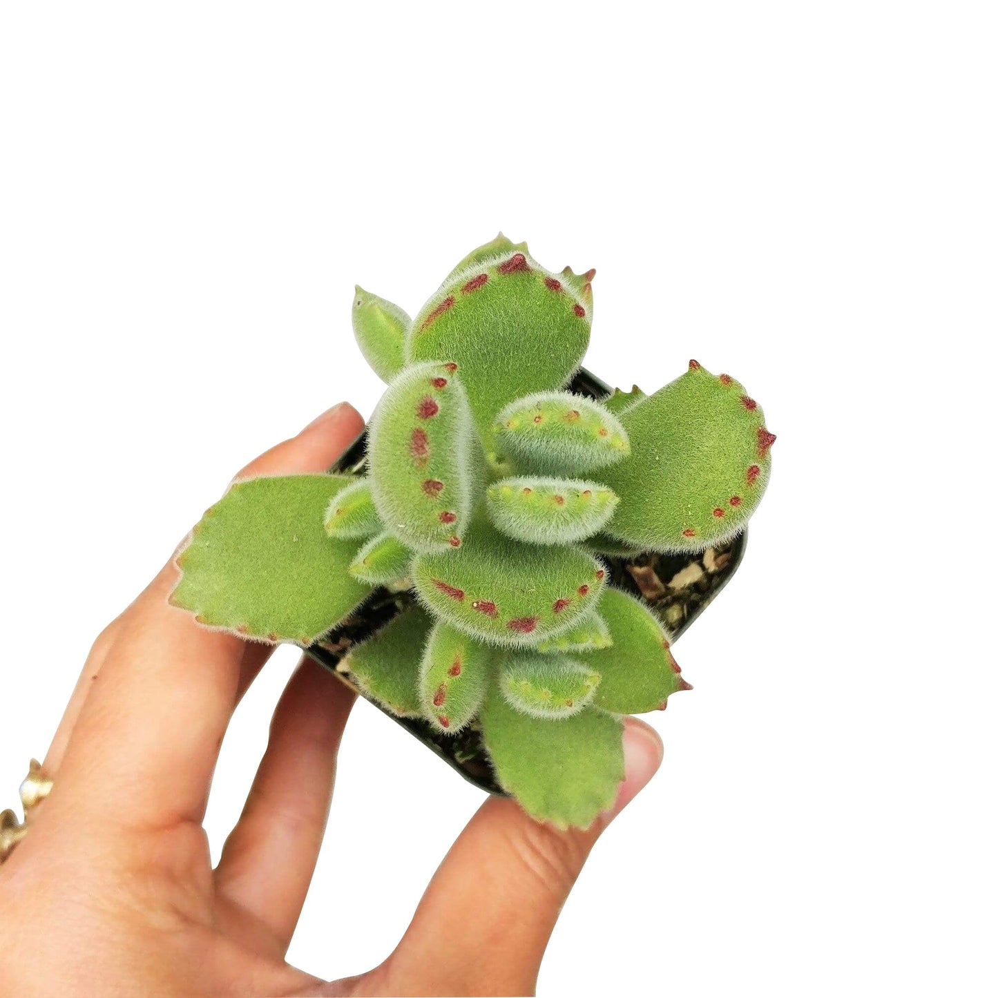 Cotyledon Tomentosa Bear Paw