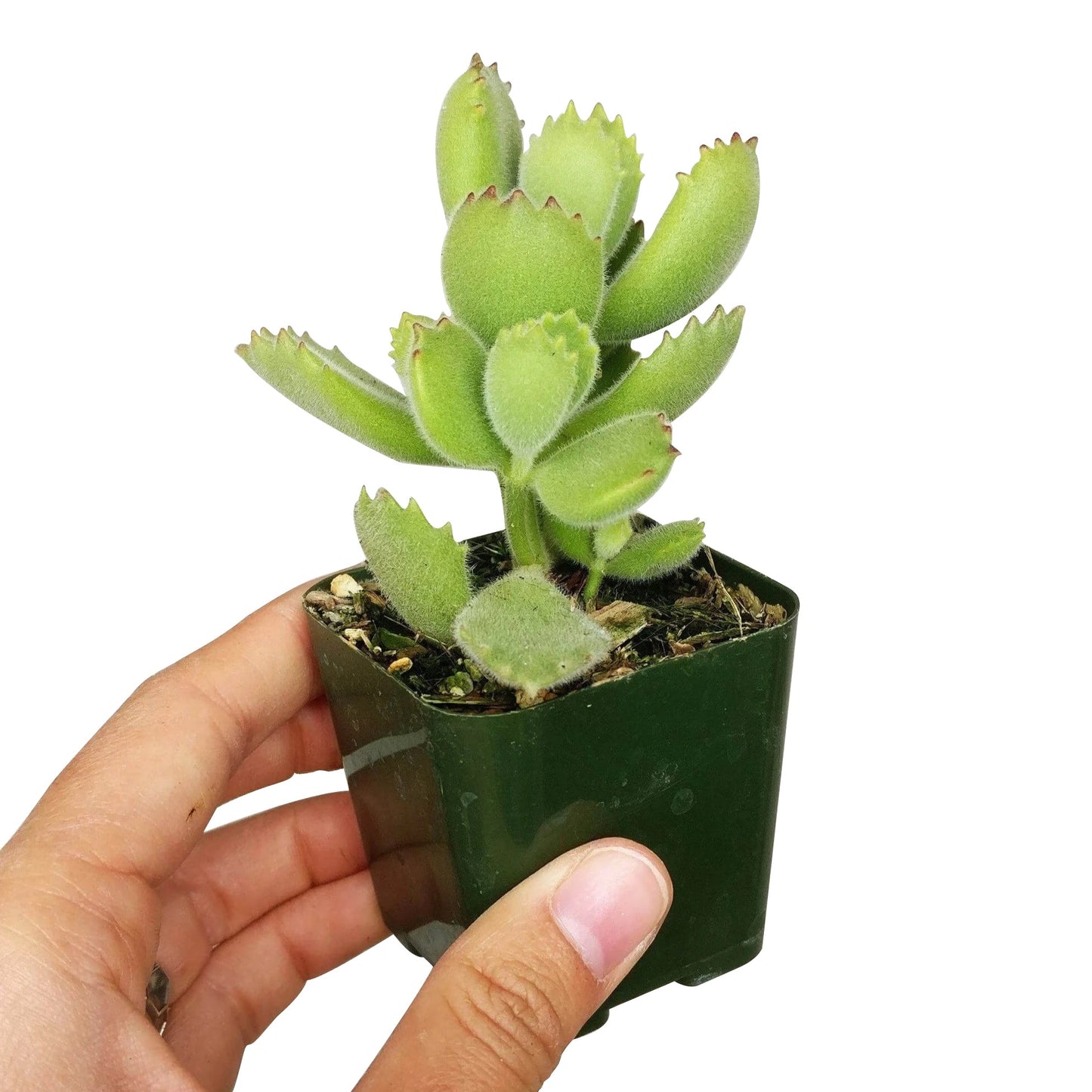 Cotyledon Tomentosa Bear Paw