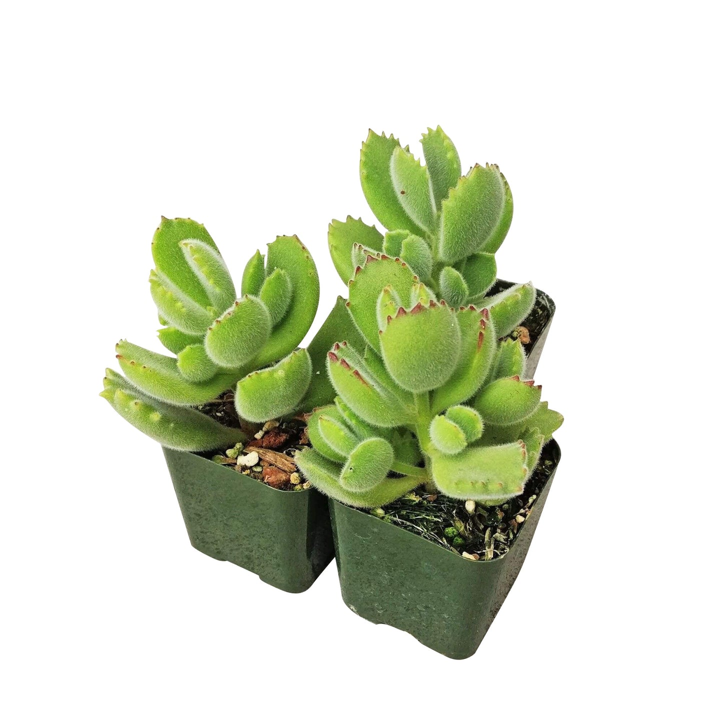 Cotyledon Tomentosa Bear Paw