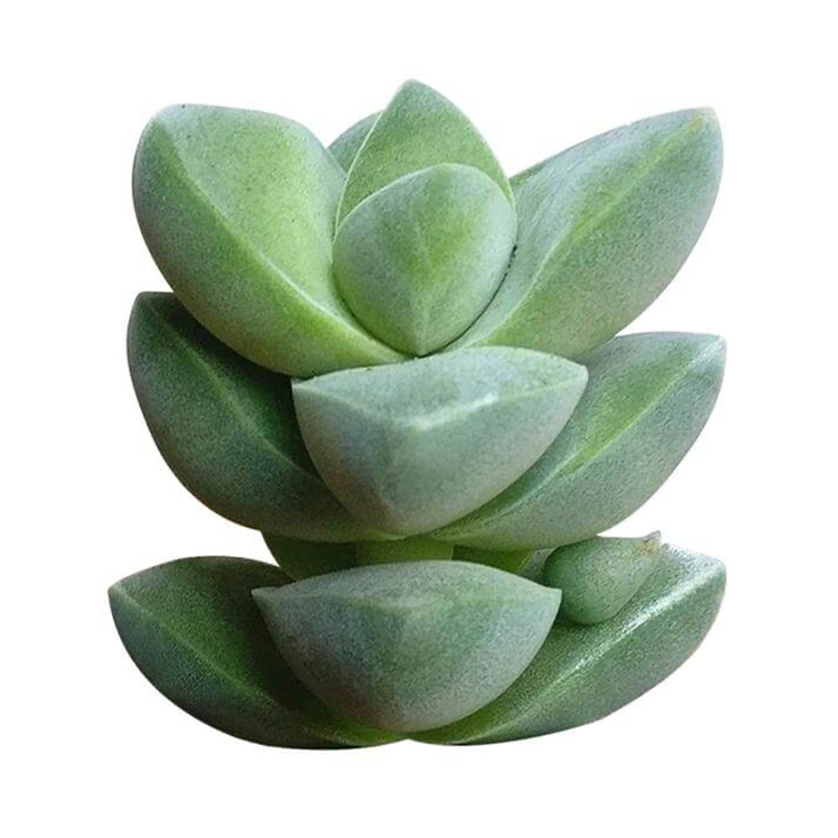 Crassula Moonglow Succulent