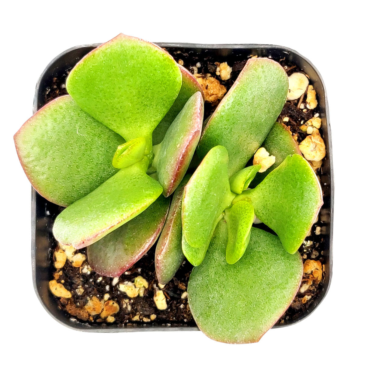crassula ovata obliqua jade plant Crassula Ovata Obliqua Jade Plant