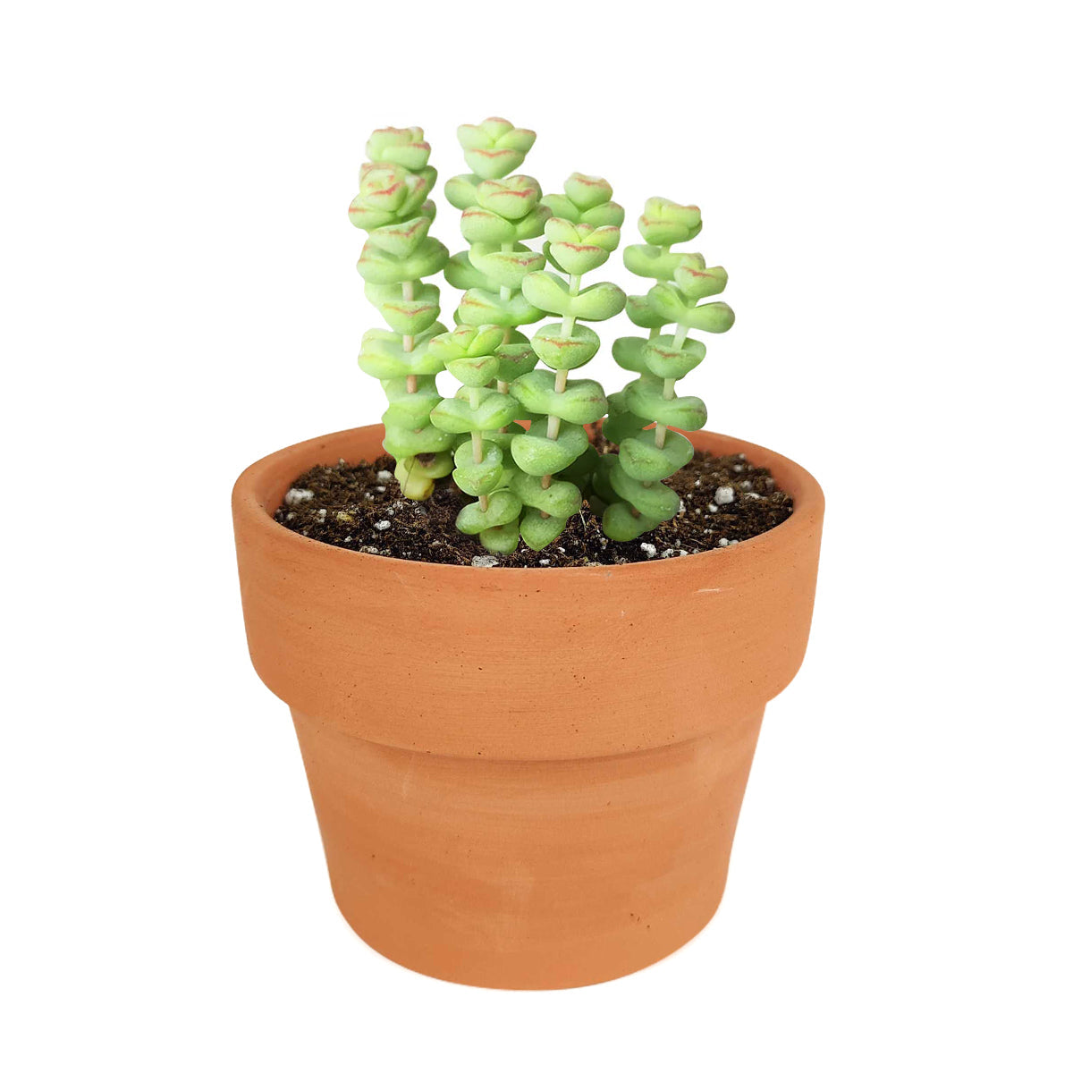 Crassula Baby Necklace