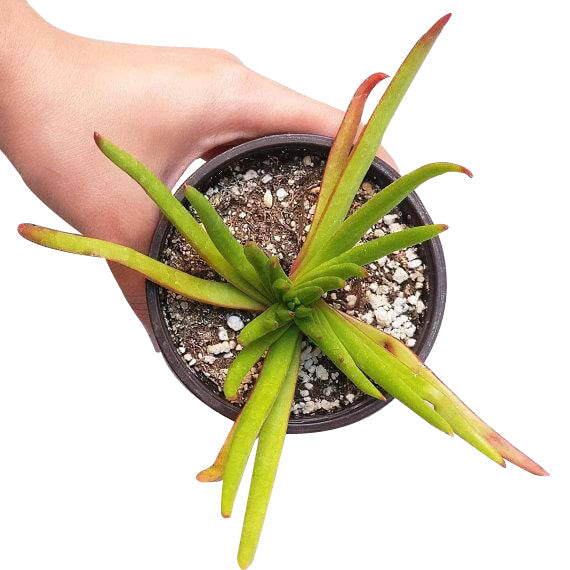 Crassula Devil’s Horns