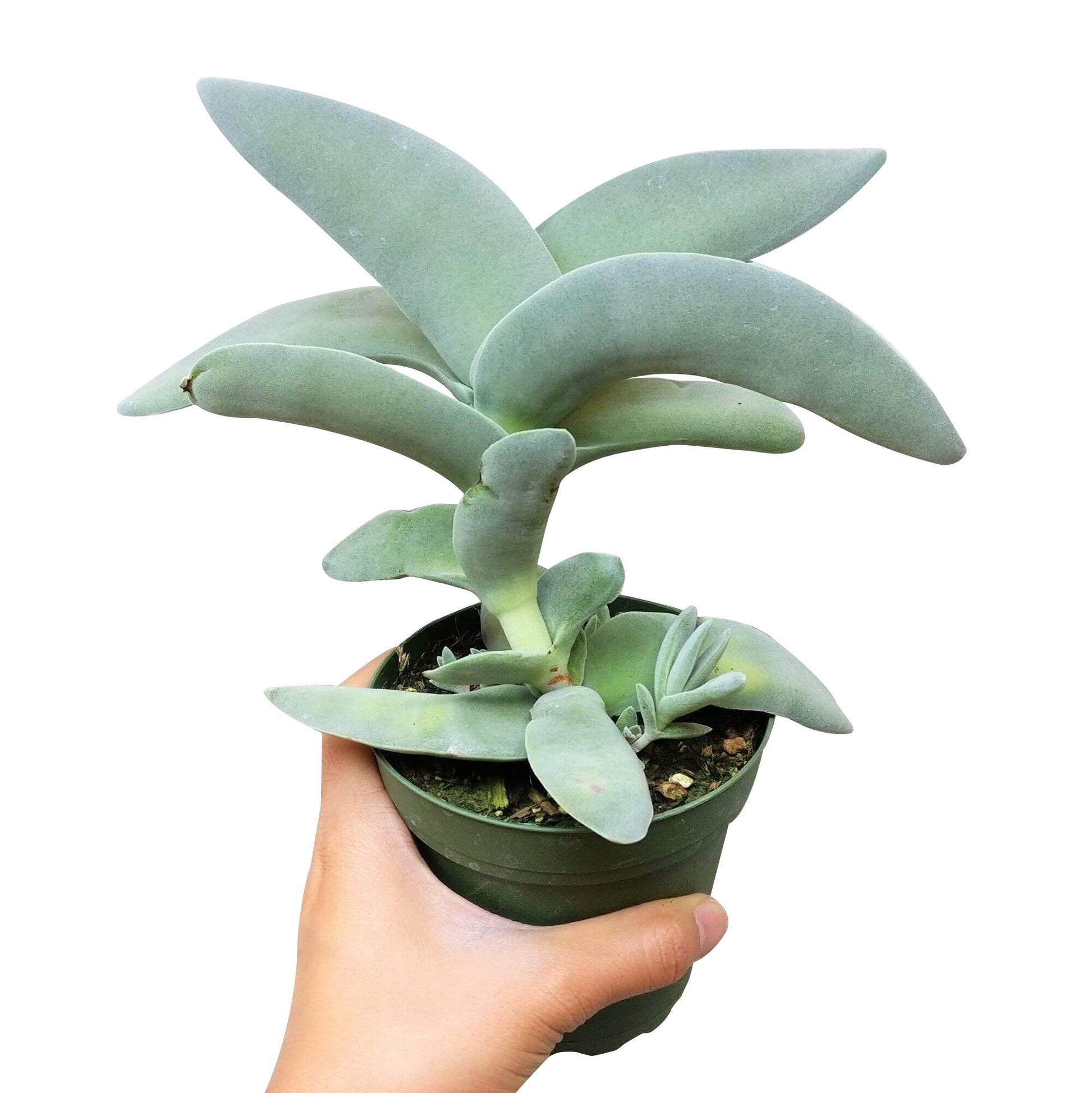 airplane succulent Crassula Falcata Propeller Succulent Plant