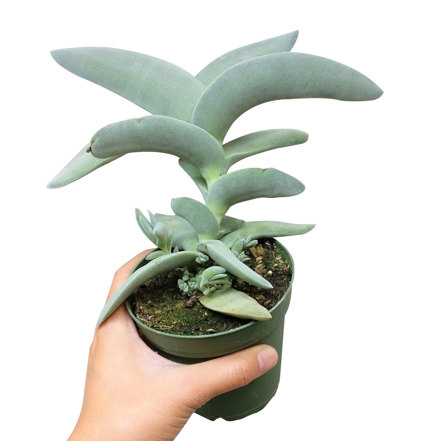 Crassula Falcata Propeller Plant