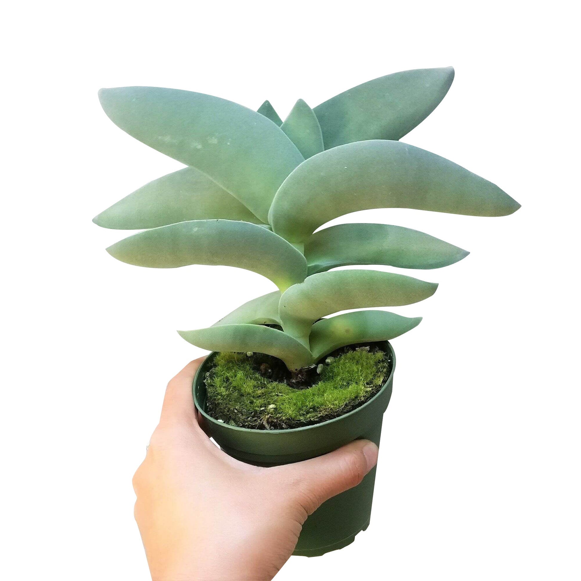 propeller succulent plant Crassula Falcata Propeller Succulent Plant