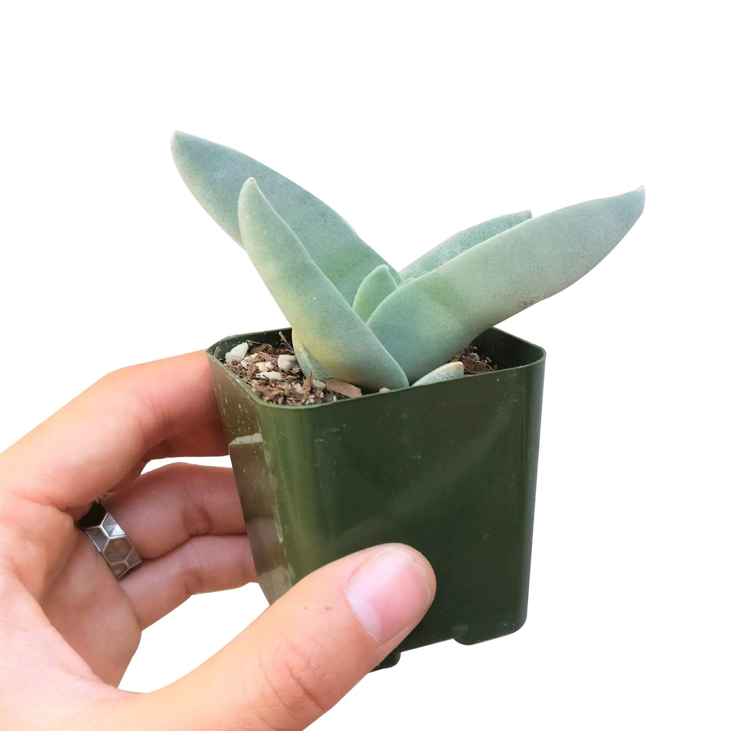 Crassula Falcata Propeller Plant