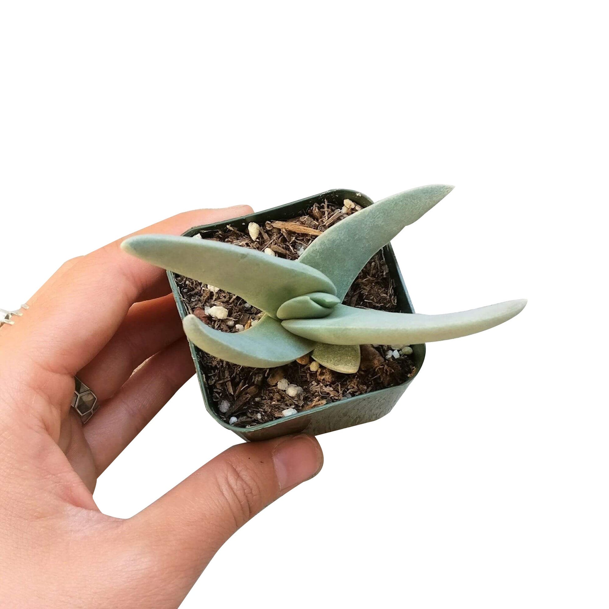 airplane succulent Crassula Falcata Propeller Succulent Plant