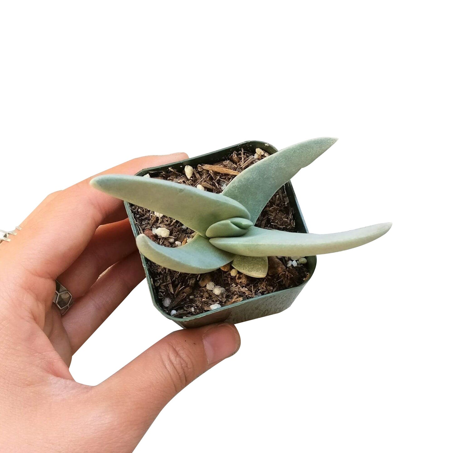 Crassula Falcata Propeller Plant