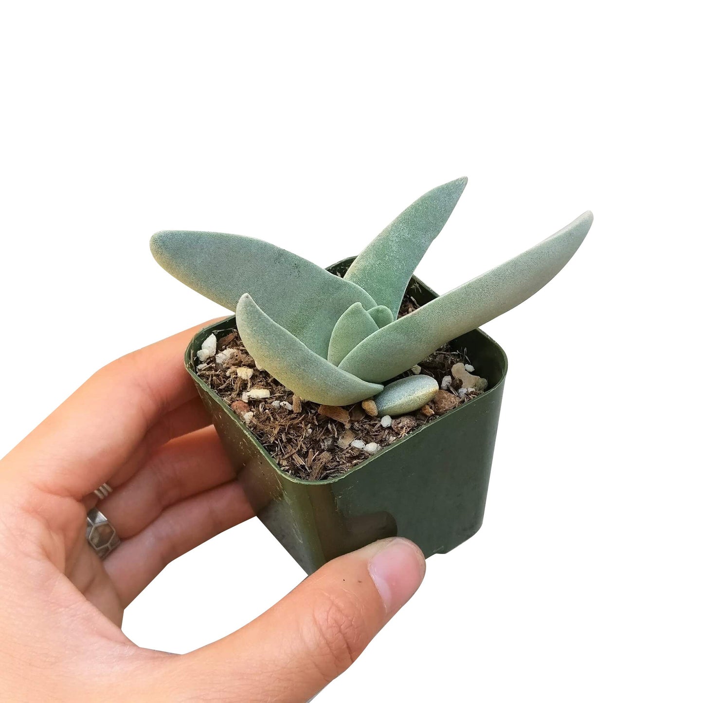 Crassula Falcata Propeller Plant