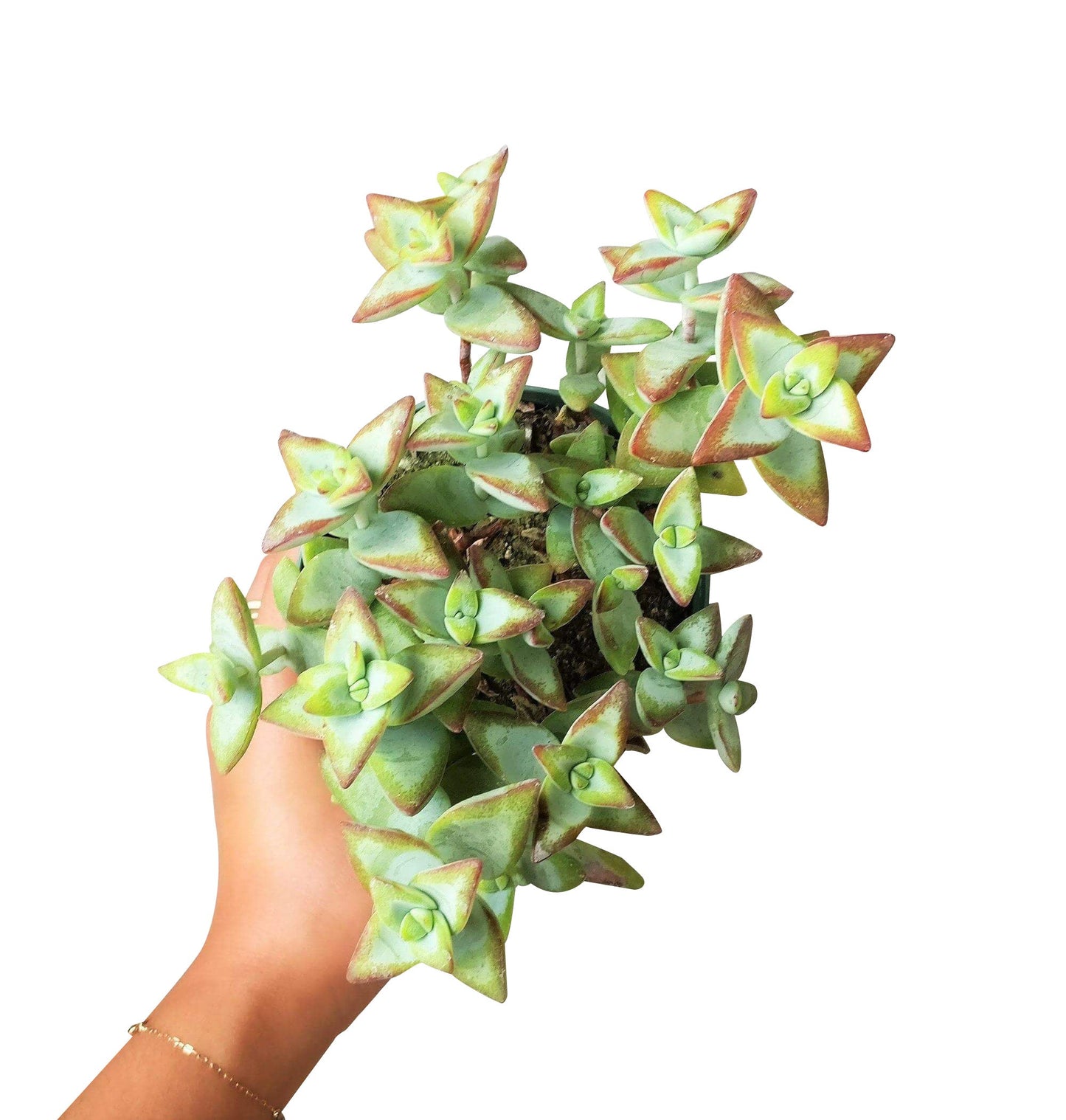 Crassula High Voltage