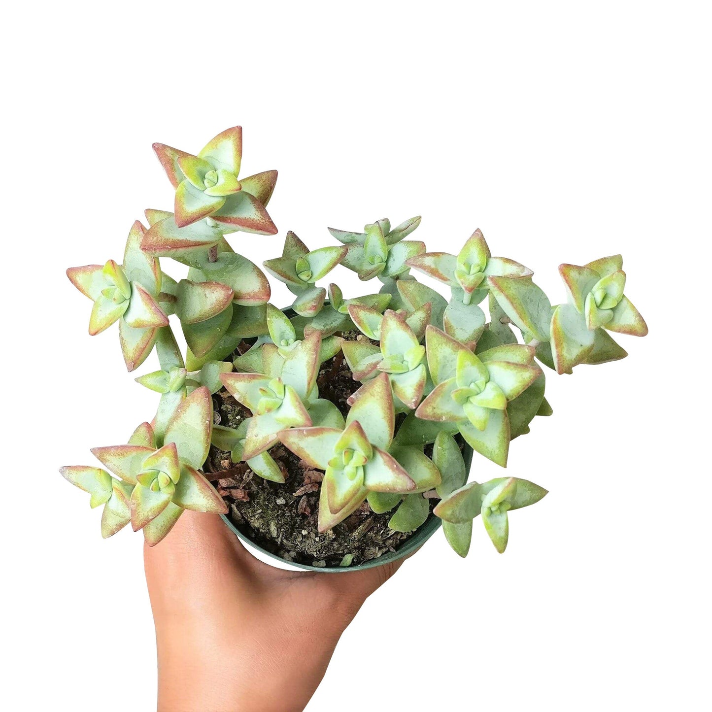 Crassula High Voltage